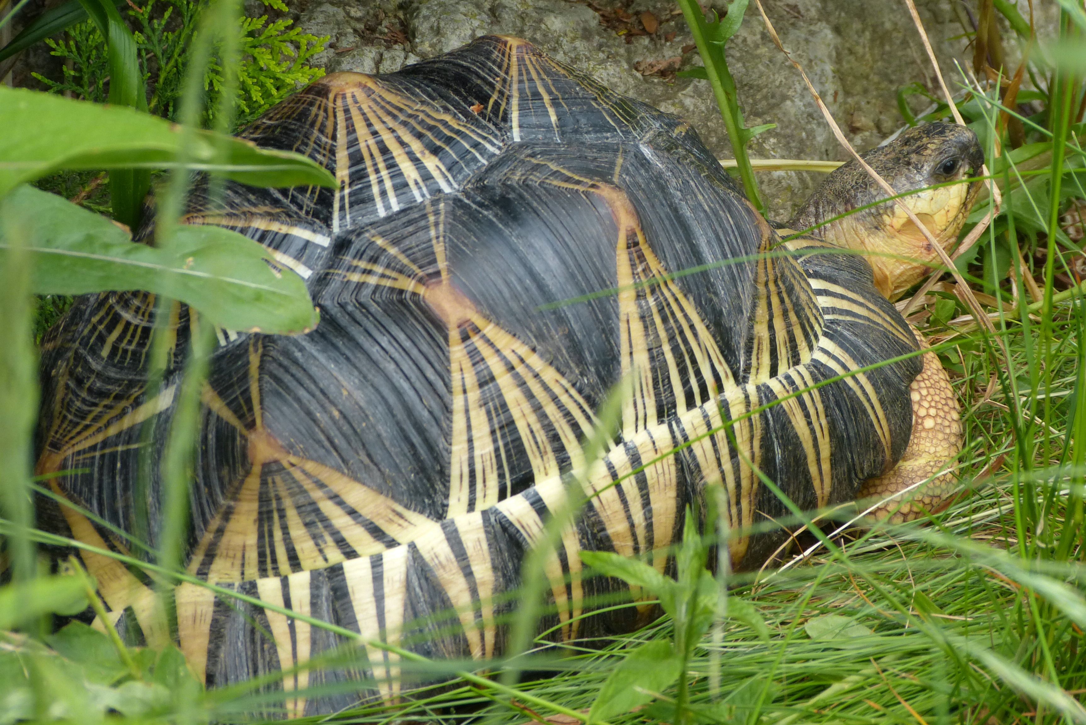 Astrochelys radiata; Bild Rob. Frösch