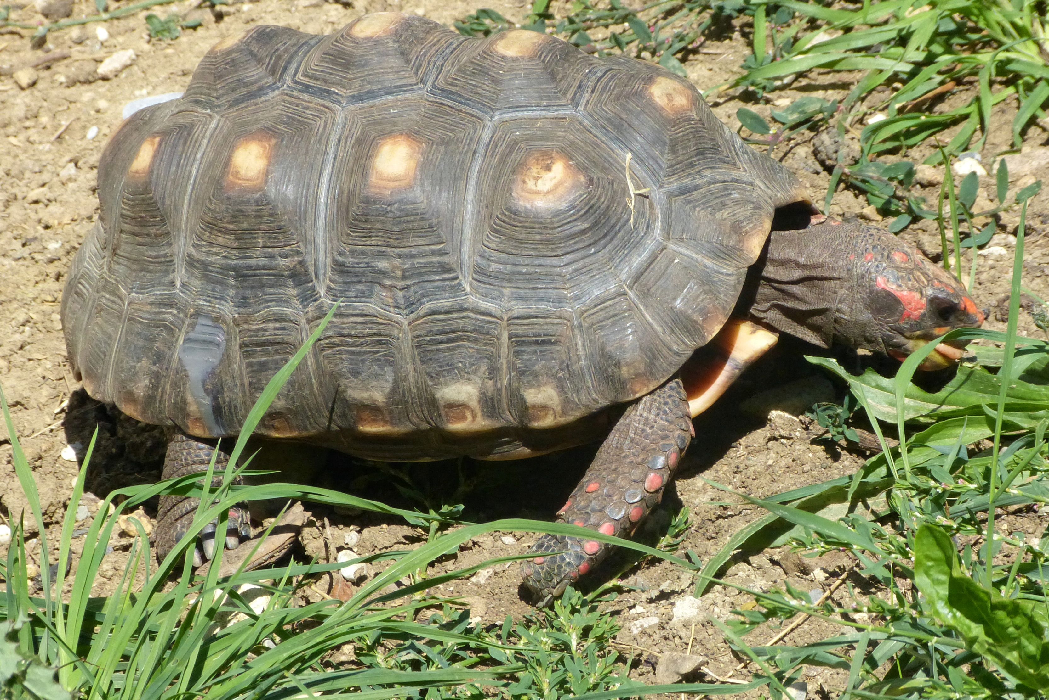 Chelonoides carbonaria; Bild Rob. Frösch