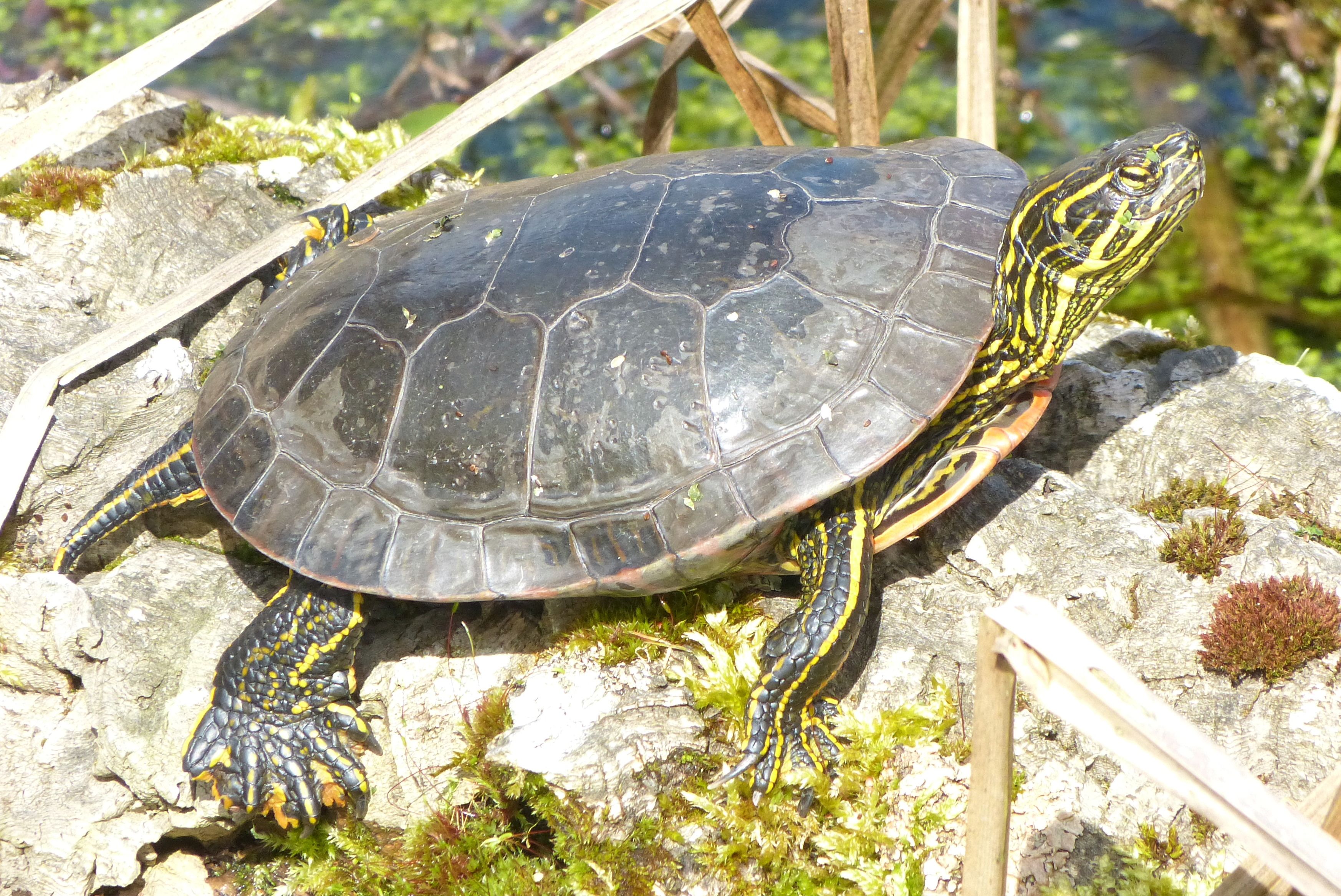 Chrysemys picta bellii; Bild Rob. Frösch