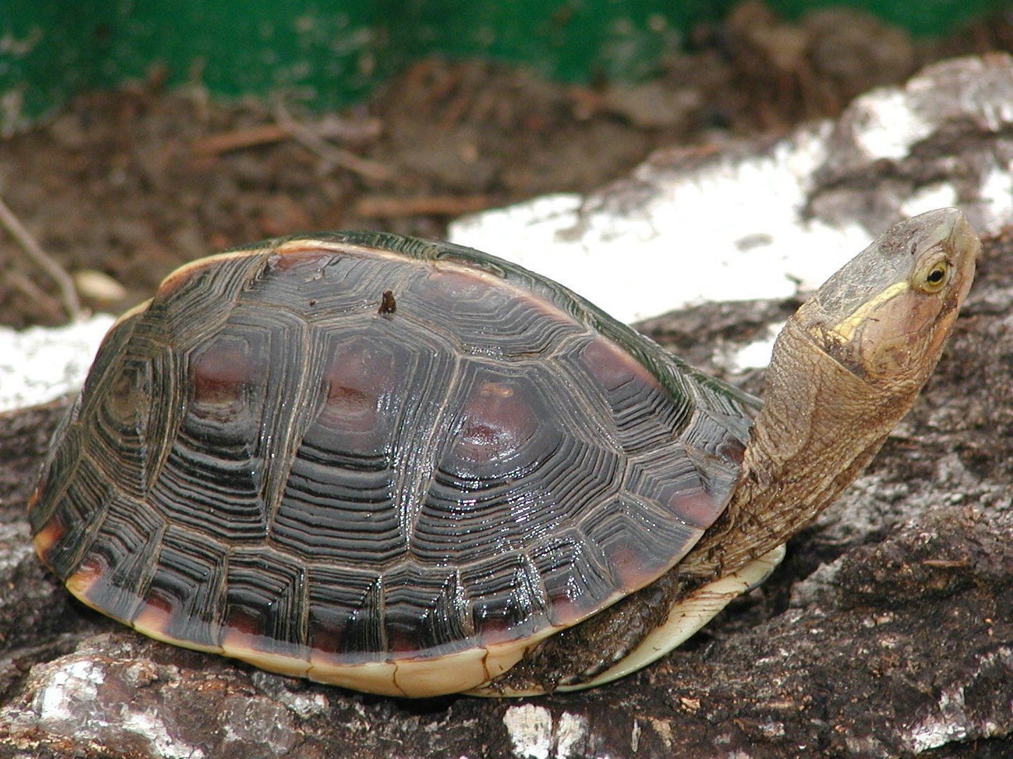 Cuora flavomarginata; Bild Rob. Frösch