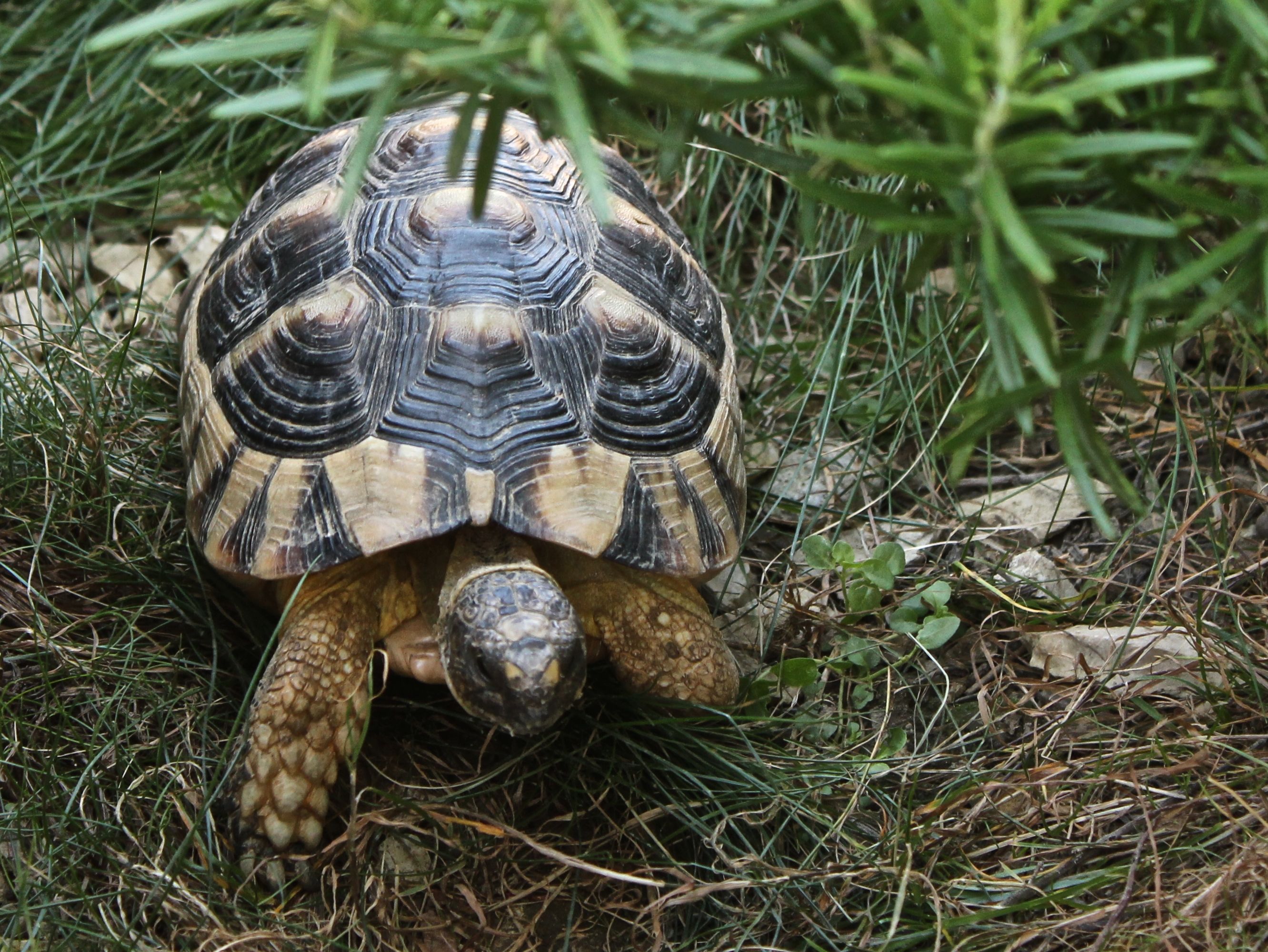 junge Breitrandschildkröte