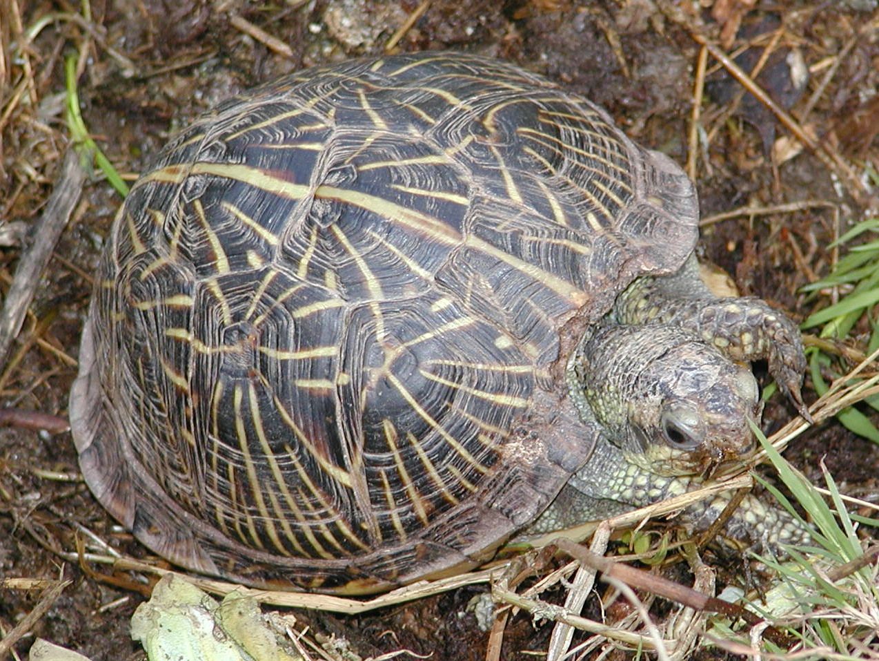 Terrapene carolina bauri; Bild Rob. Frösch