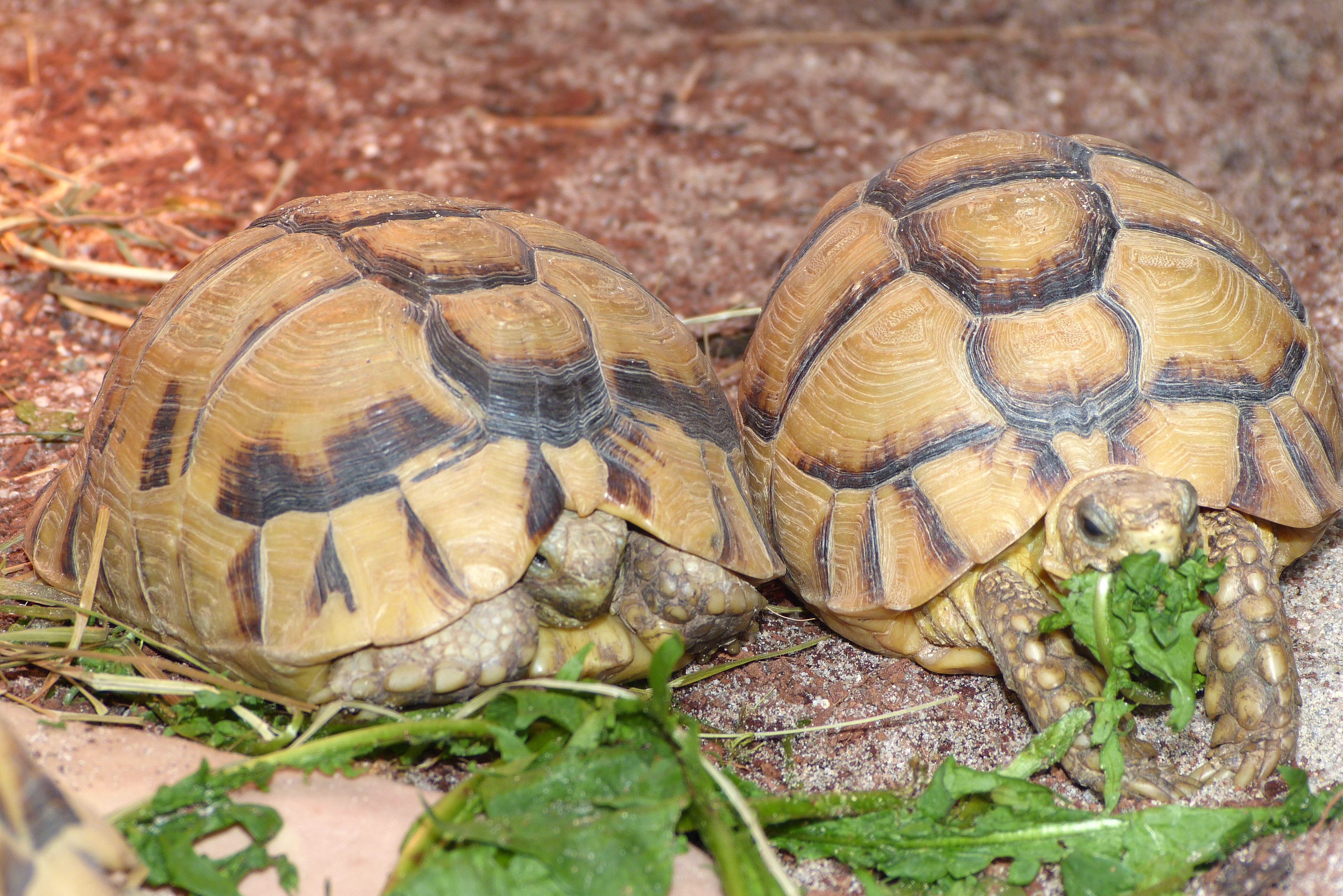 Testudo kleinmanni; Bild Rob. Frösch